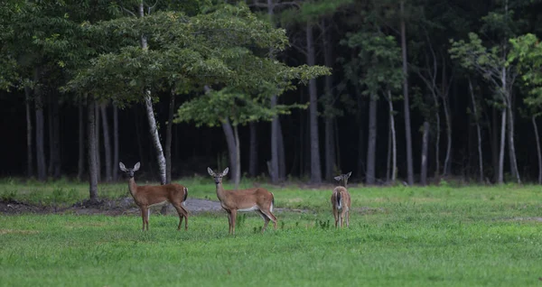 Campo Verde Carolina Norte Verão Com Três Whitetail Faz — Fotografia de Stock