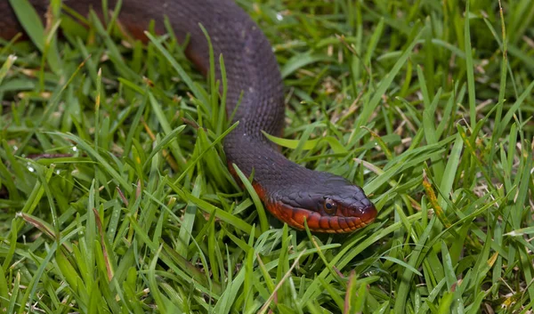 Snake Winding Green Grass Viewer — Stock Photo, Image
