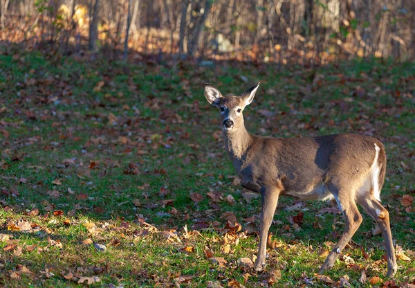バージニア州の森の端近くの秋に白い鹿 — ストック写真