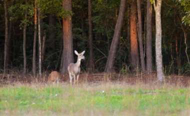 Beyaz kuyruklu geyik yavruları Raeford Kuzey Carolina yakınlarında yerken tehlikeyi gözlüyor.