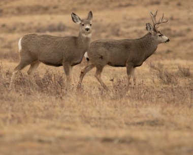 Montana 'daki monotonluk sırasında geyik çiftinin altında kopya alanı vardı.
