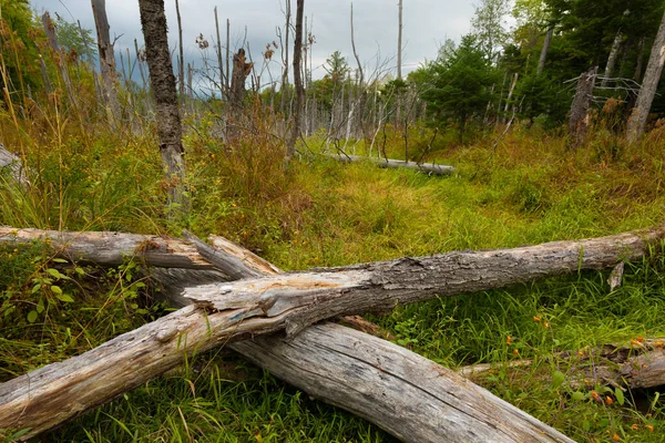 Marisma Principios Otoño Maine Con Muchos Árboles Muertos — Foto de Stock