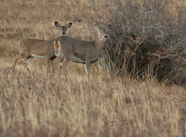 Veado Whitetail Faz Montana Final Outono — Fotografia de Stock