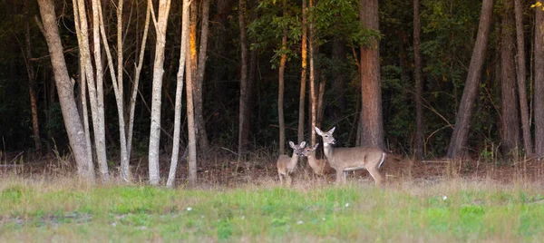 Três Veados Perto Floresta Hoke County Carolina Norte — Fotografia de Stock