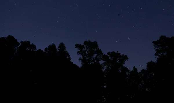 Raeford Yakınlarındaki Ağaçların Üzerinde Mavi Yıldızlı Bir Gece — Stok fotoğraf