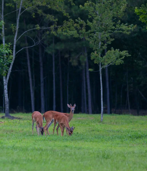 ノースカロライナ州で3食の白鹿の群れ — ストック写真