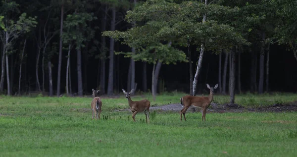 北卡罗来纳州的一个夏天 有三只白尾鹿在田野里玩耍 — 图库照片