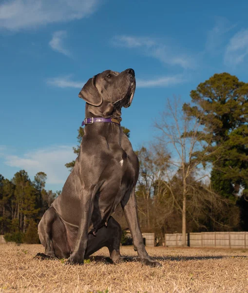 Majestic looking gray Great Dane purebred sitting on a grassy field