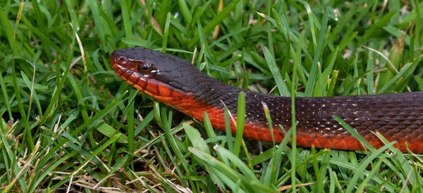 夜明けの少し前に草の上に赤い腹の水蛇の肖像画 — ストック写真