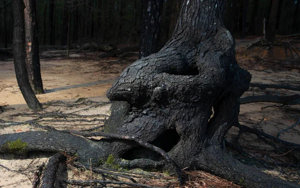 Tronco Árbol Que Crecido Con Agujeros Jordan Lake Carolina Del —  Fotos de Stock