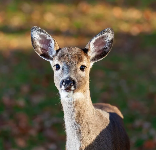 Young Wild Whitetail Deer Autumn Very Close Camera — Stock Photo, Image
