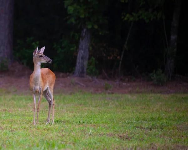 Whitetail Doe Campo Gramado Perto Raeford Carolina Norte — Fotografia de Stock