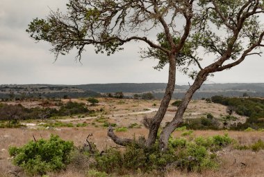 Teksas 'ın tepelerindeki Mesquite ağacı