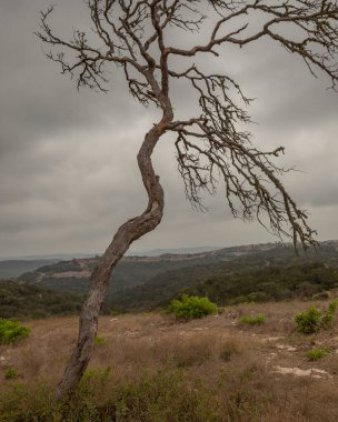 Teksas Tepesi 'nin ön planında ölü mesquite.