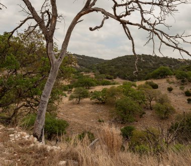 Texas Hill kırsalında ölü mesquite çerçeve