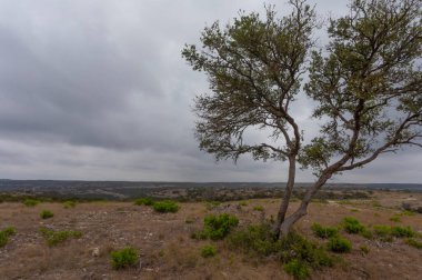 Mesquite ağacı Teksas tepelerinde yükseliyor.