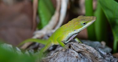 Gecko Kuzey Carolina 'da ölü bir yaprağın üzerinde