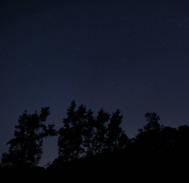 Kuzey Carolina 'da sık bir orman Yıldızlı bir gecenin silueti altında