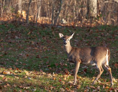 Sonbaharda Virginia 'da bir ormanın kenarında beyaz kuyruklu geyik.