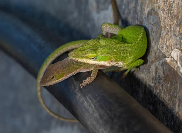 Geckos Egy Tömlőn Csinálja Észak Karolinában — Stock Fotó