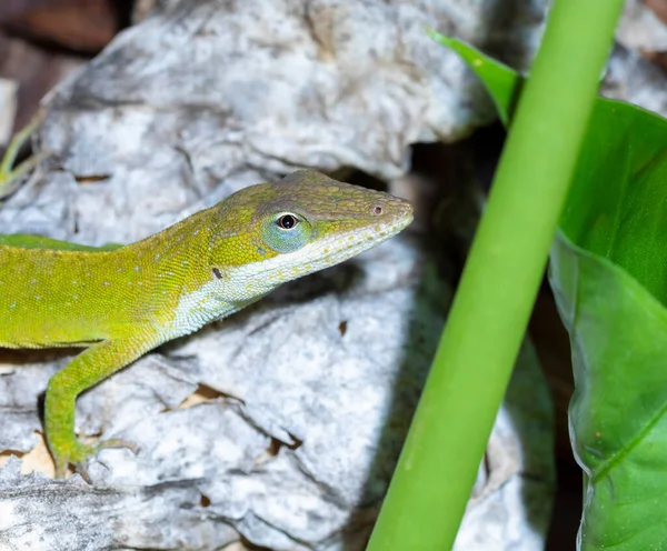 Gecko Verde Carolina Del Norte Algunas Hojas Muertas — Foto de Stock