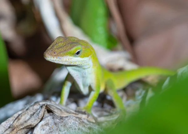 Gecko Stojí Suchém Listí Zahradě Severní Karolíny — Stock fotografie