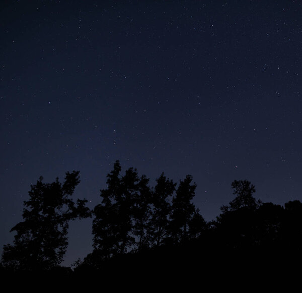 Thick forest in North Carolina silhouetted by a starry night