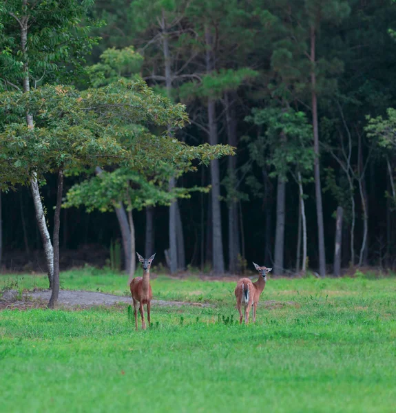 Campo Carolina Norte Verão Com Dois Cervos Whitetail Faz — Fotografia de Stock