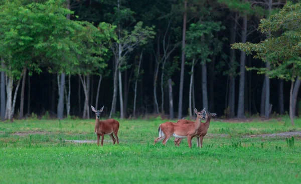 Três Cervos Whitetail Faz Uma Clareira Carolina Norte — Fotografia de Stock