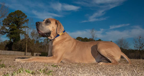 Brown Great Dane Καθαρόαιμο Σκυλί Που Βρίσκεται Ένα Χλοερό Πεδίο — Φωτογραφία Αρχείου