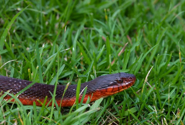 Red Bellied Water Snake Green Grass Space Text — Stock Photo, Image