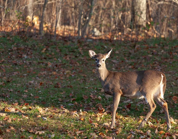 森の端近くの秋にバージニア州の白鹿 — ストック写真