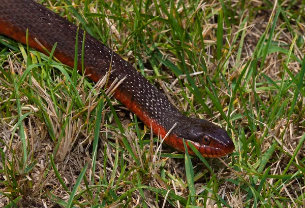 北卡罗莱纳州草丛中的野生红腹蛇 — 图库照片