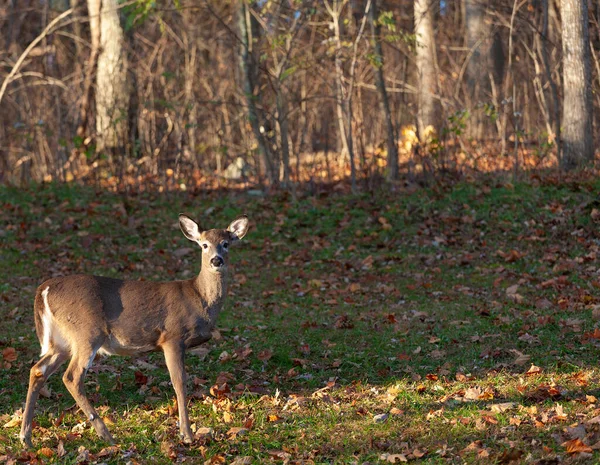 秋にバージニア州の森の端近くで行われるホワイトテール — ストック写真