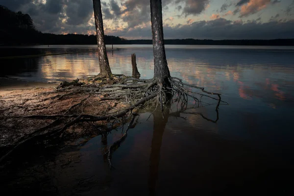 Raízes Árvores Ângulo Pôr Sol Lago Jordan Carolina Norte — Fotografia de Stock