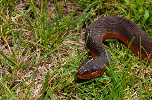 Serpent Eau Ventre Rouge Dans Journée Sur Herbe — Photo