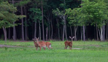 Kuzey Carolina beyaz kuyruklu geyiği sık bir ormanın yakınında