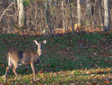 Sonbaharın başlarında Virgnia 'da bir orman kenarında beyaz kuyruklu geyik.