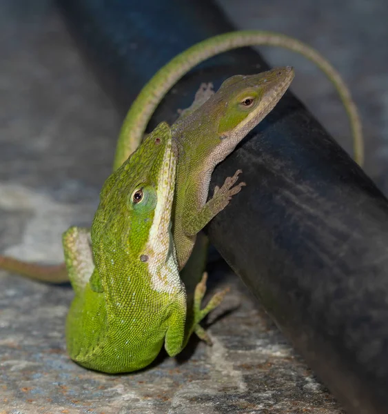 Pareja Geckos Apareándose Que Parece Lap Dance — Foto de Stock