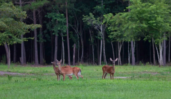 North Carolina Whitetail Hirsch Tut Der Nähe Eines Dichten Waldes — Stockfoto