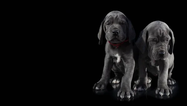 二かわいいです大犬子犬Purebredsオン黒とともにコピースペース — ストック写真