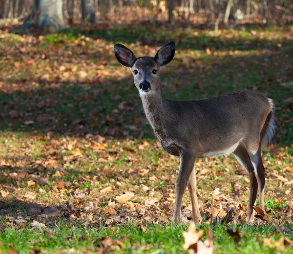 Cerf Virginie Dans Une Forêt Automne Près Regardant Caméra — Photo