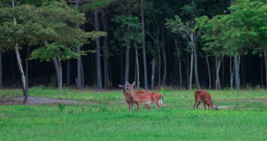Üç beyaz kuyruklu geyik gün batımından hemen önce bir açıklıkta