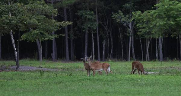 Três Cervos Whitetail Faz Uma Clareira Pouco Antes Pôr Sol — Fotografia de Stock