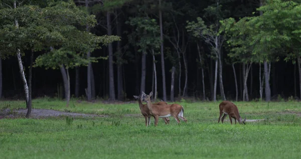 Three Whitetail Deer Does Clearing Just Sunset — Stock Photo, Image