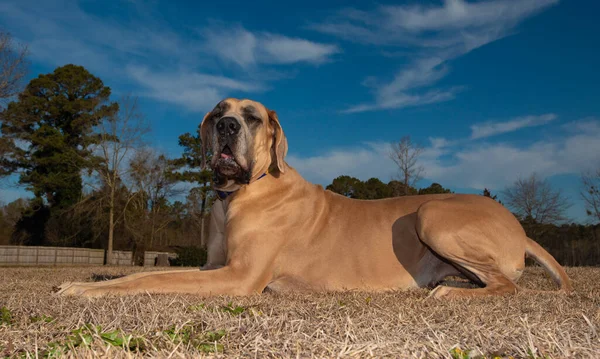 Purebred Great Dane Que Coloca Topo Campo Grama Inverno — Fotografia de Stock