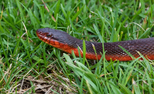 Profil Fotografie Červeného Břicha Vodního Hada Zelené Trávě — Stock fotografie
