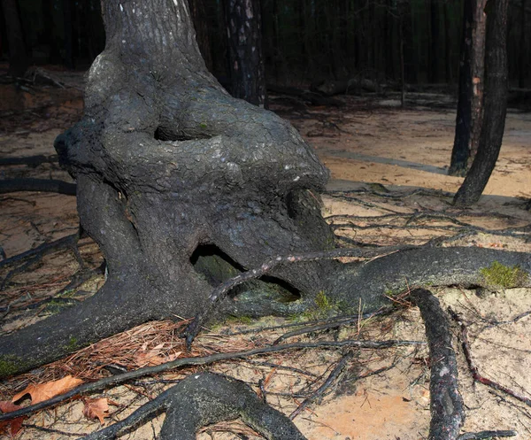 Strangelt shaped tree trunk at Jordan Lake in North Carolina