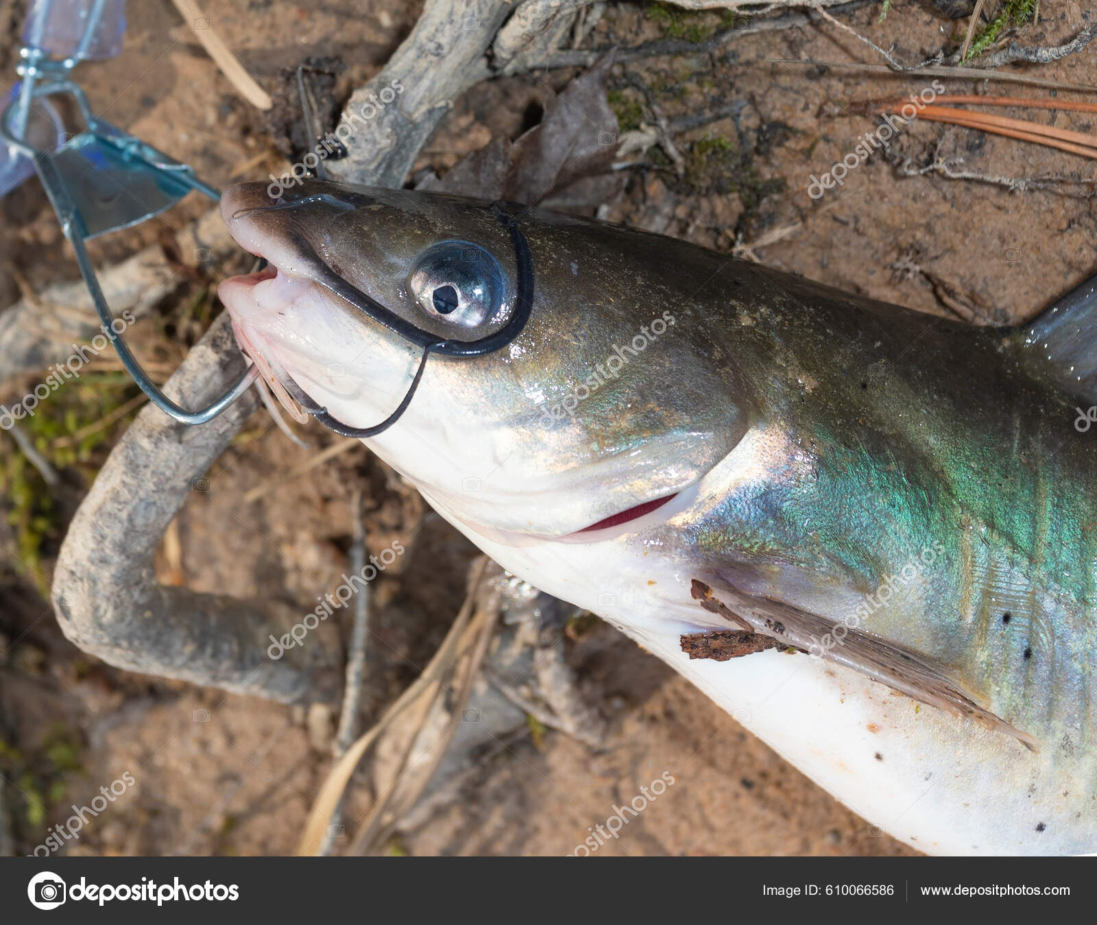 Freshly Caught Catfish Metal Stringer — Stock Photo © gsagi #610066586