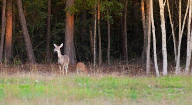 Kuzey Carolina 'daki Raeford şehrinin yakınlarındaki Hoke County' de genç bir geyik ve dişi geyik.